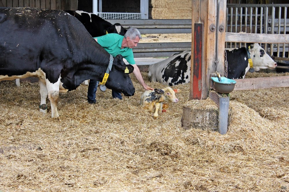 Bloggerevent, Söbbeke, Landpartie, Ausflug, Kühe, Milch, Bioland