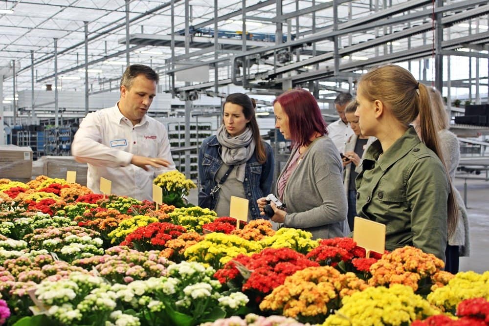 omaten-Hummus-Rolle, Hollandreise, kp holland, always kalanchoe